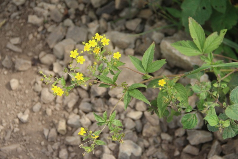 Potentilla cryptotaeniae photo 5
