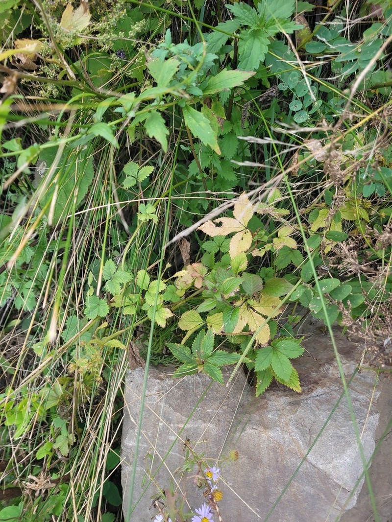 Potentilla cryptotaeniae photo 6
