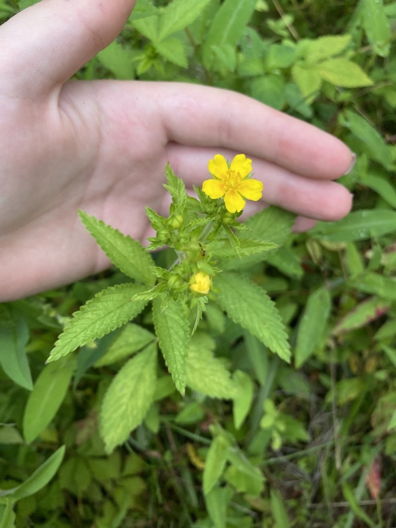 Potentilla cryptotaeniae photo 7