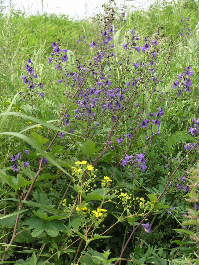 Potentilla cryptotaeniae photo 8