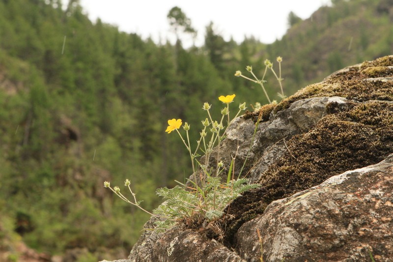 Potentilla czerepninii