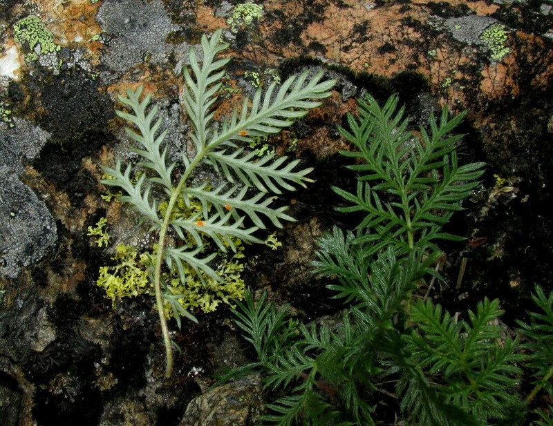 Potentilla czerepninii photo 2