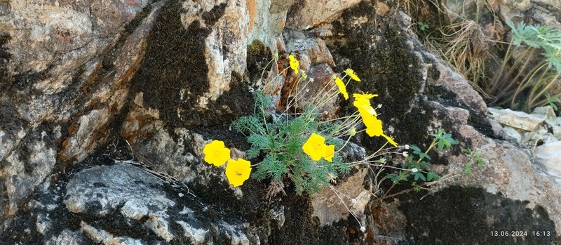 Potentilla czerepninii photo 3