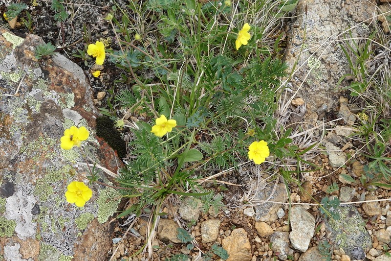 Potentilla czerepninii photo 4