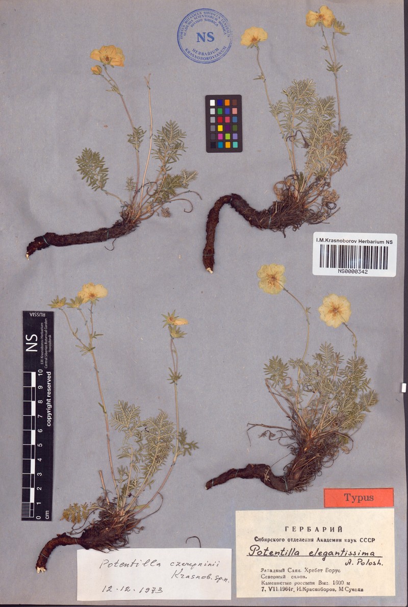 Potentilla czerepninii photo 8