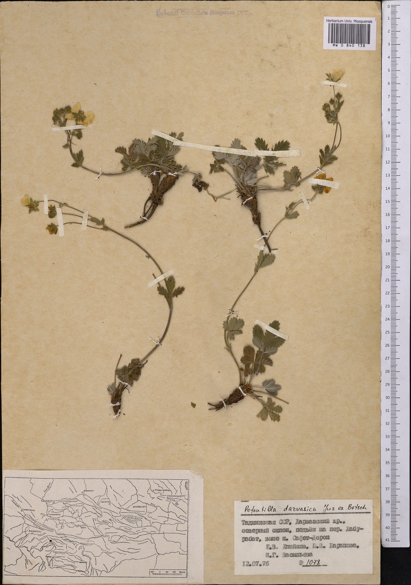 Potentilla darvazica
