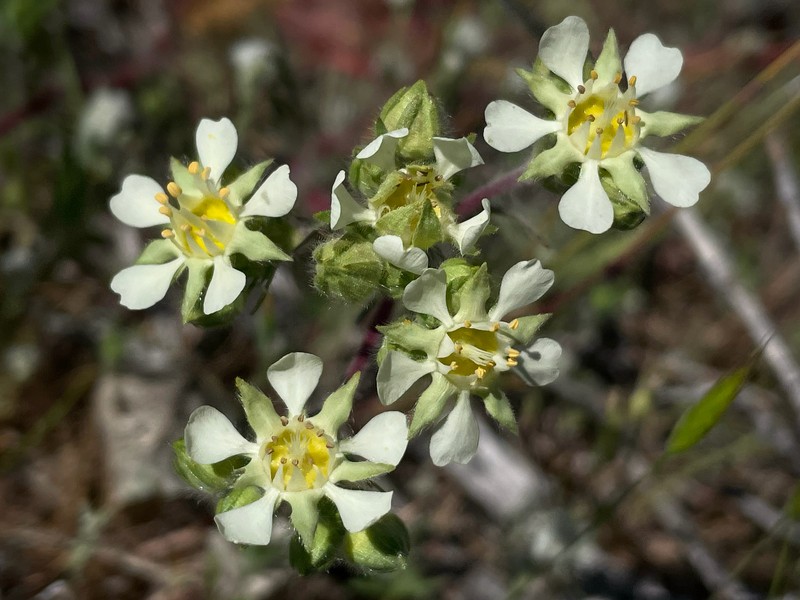 Carrotleaf Horkelia