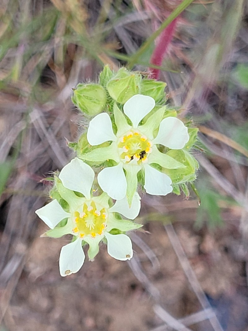 Carrotleaf Horkelia photo 3