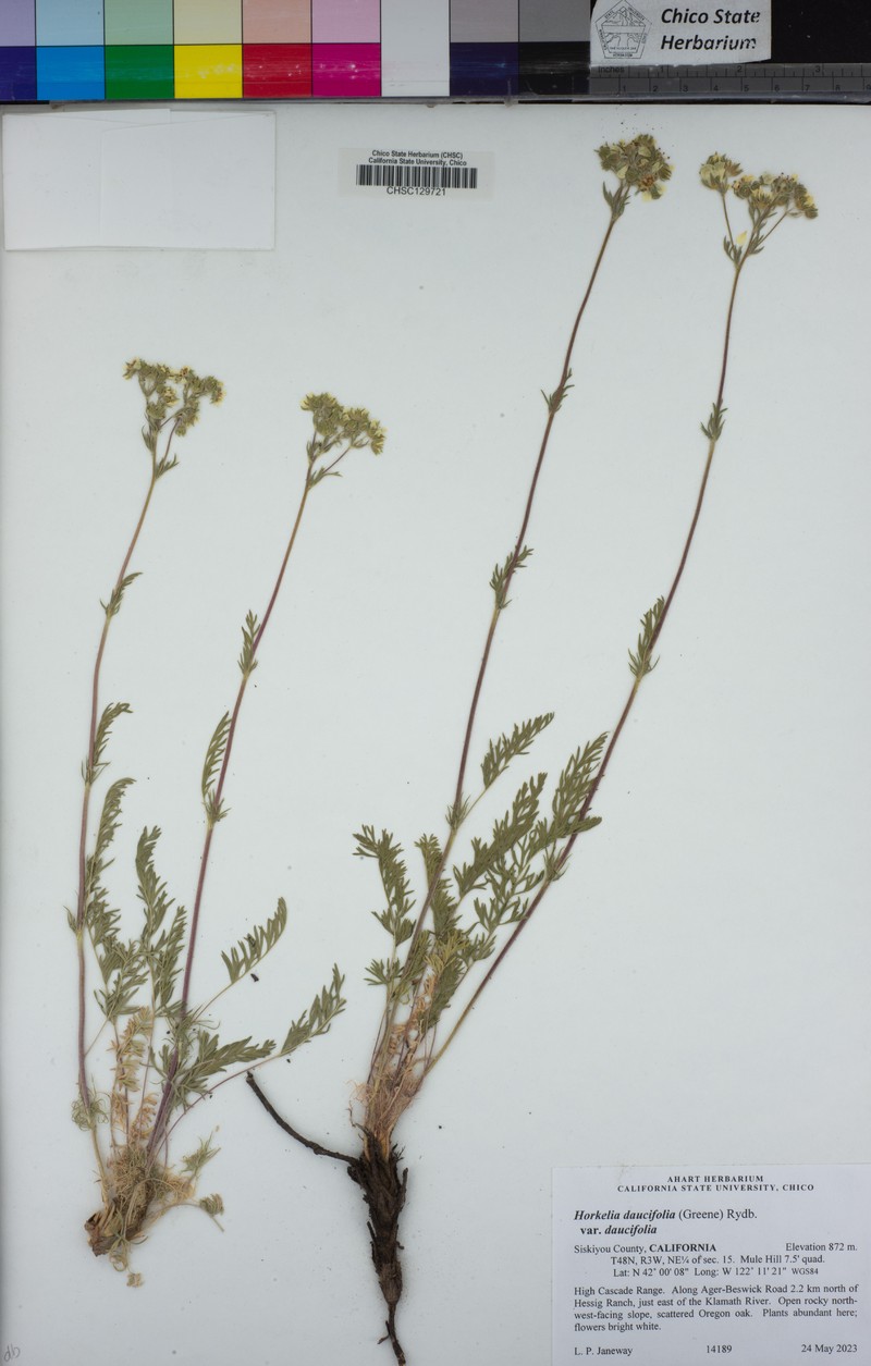 Carrotleaf Horkelia photo 8