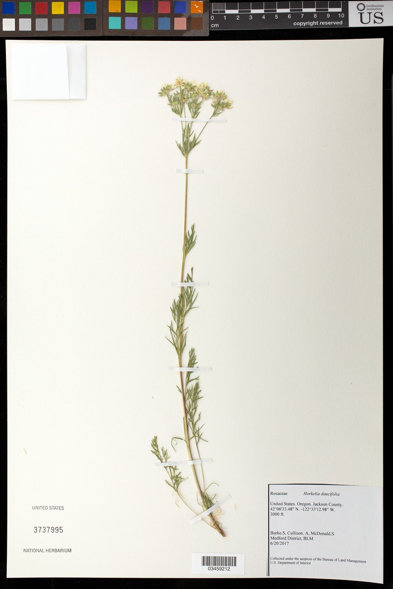 Potentilla daucifolia var. caruifolia