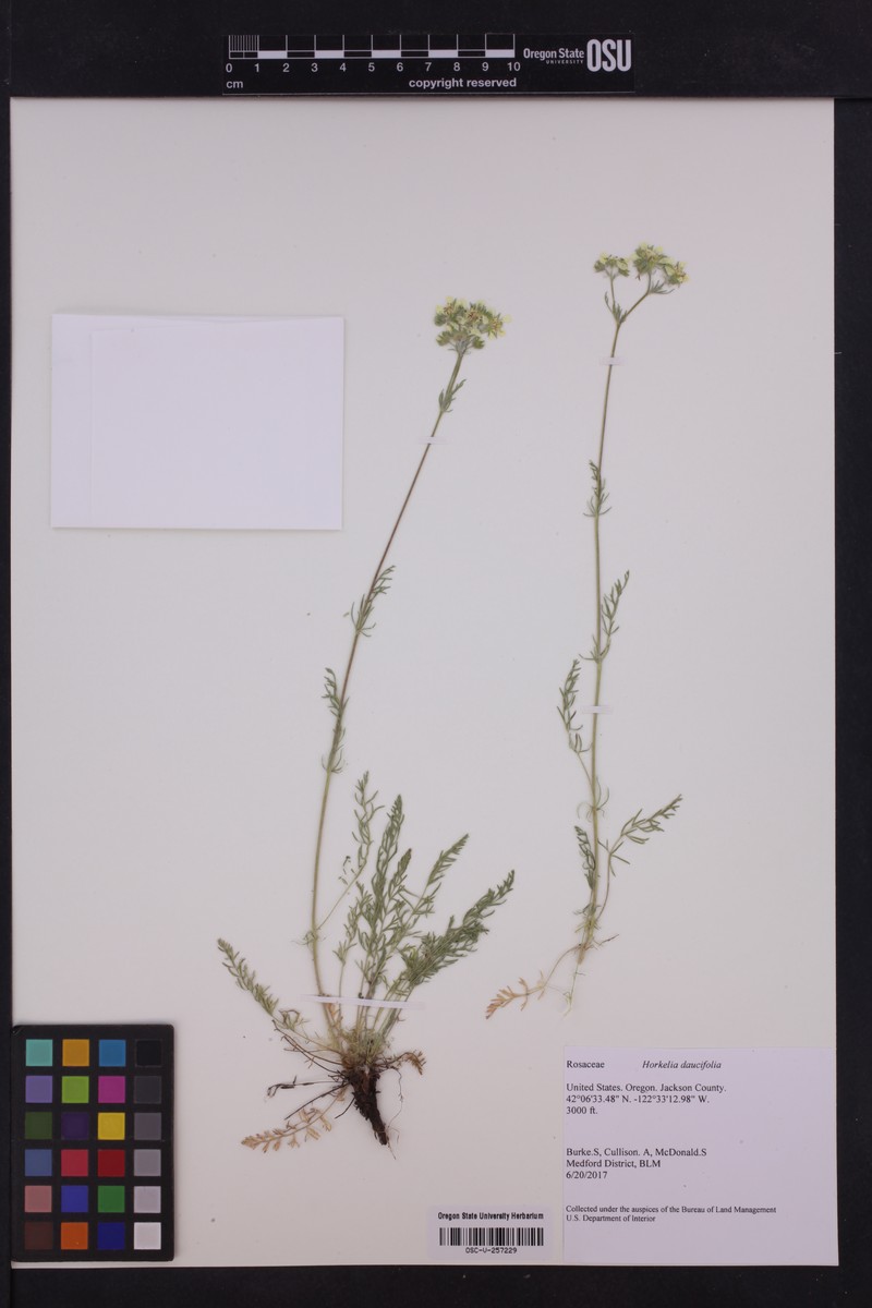 Potentilla daucifolia var. caruifolia photo 2