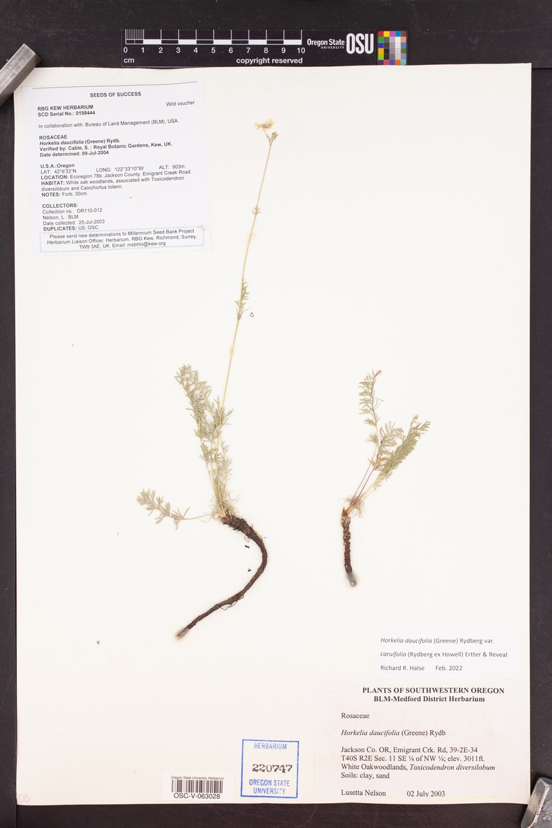Potentilla daucifolia var. caruifolia photo 3