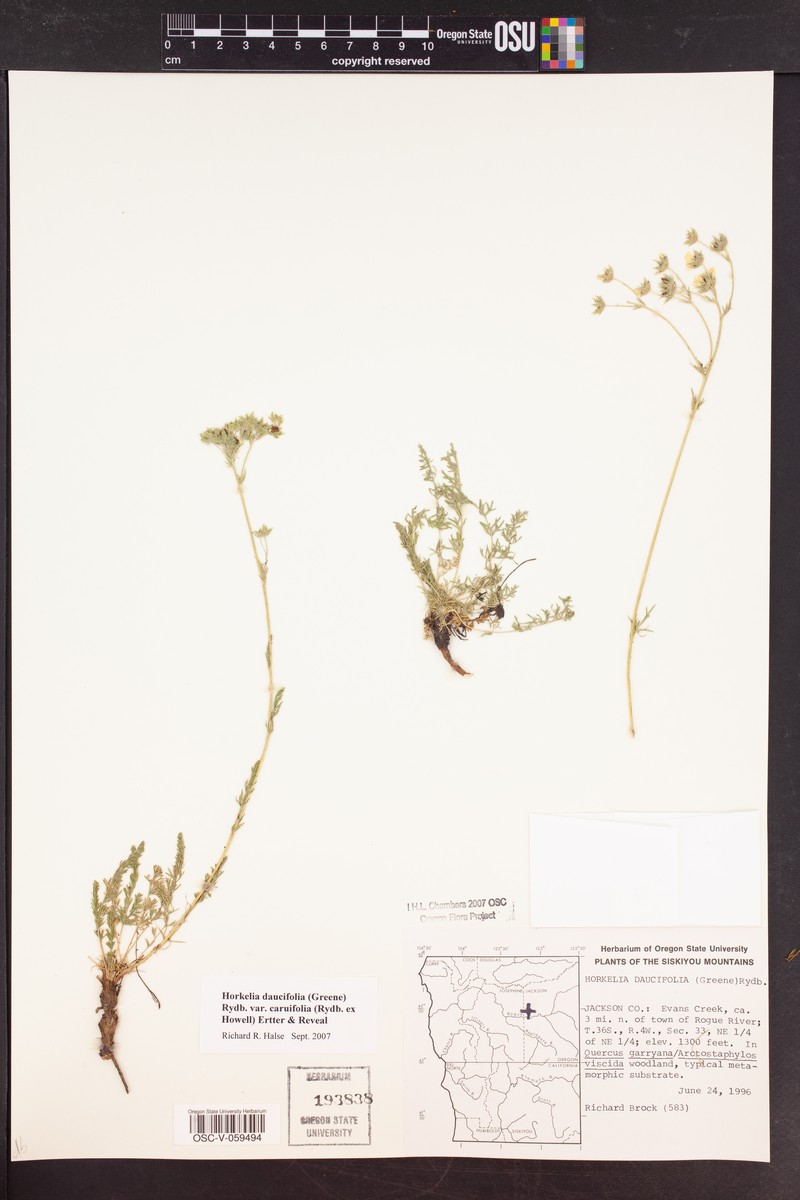 Potentilla daucifolia var. caruifolia photo 4