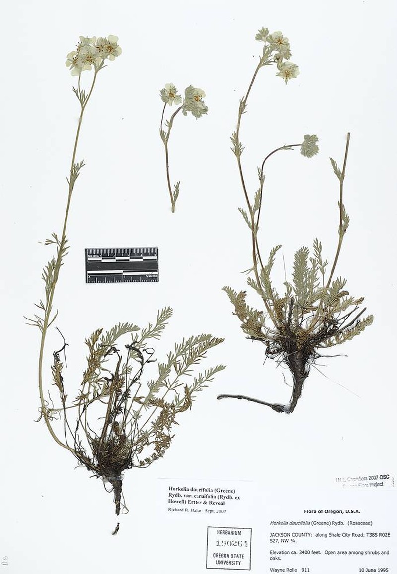 Potentilla daucifolia var. caruifolia photo 5