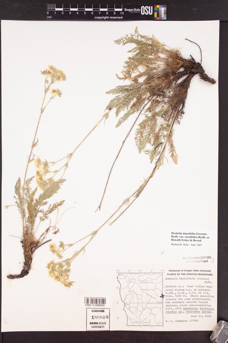 Potentilla daucifolia var. caruifolia photo 6