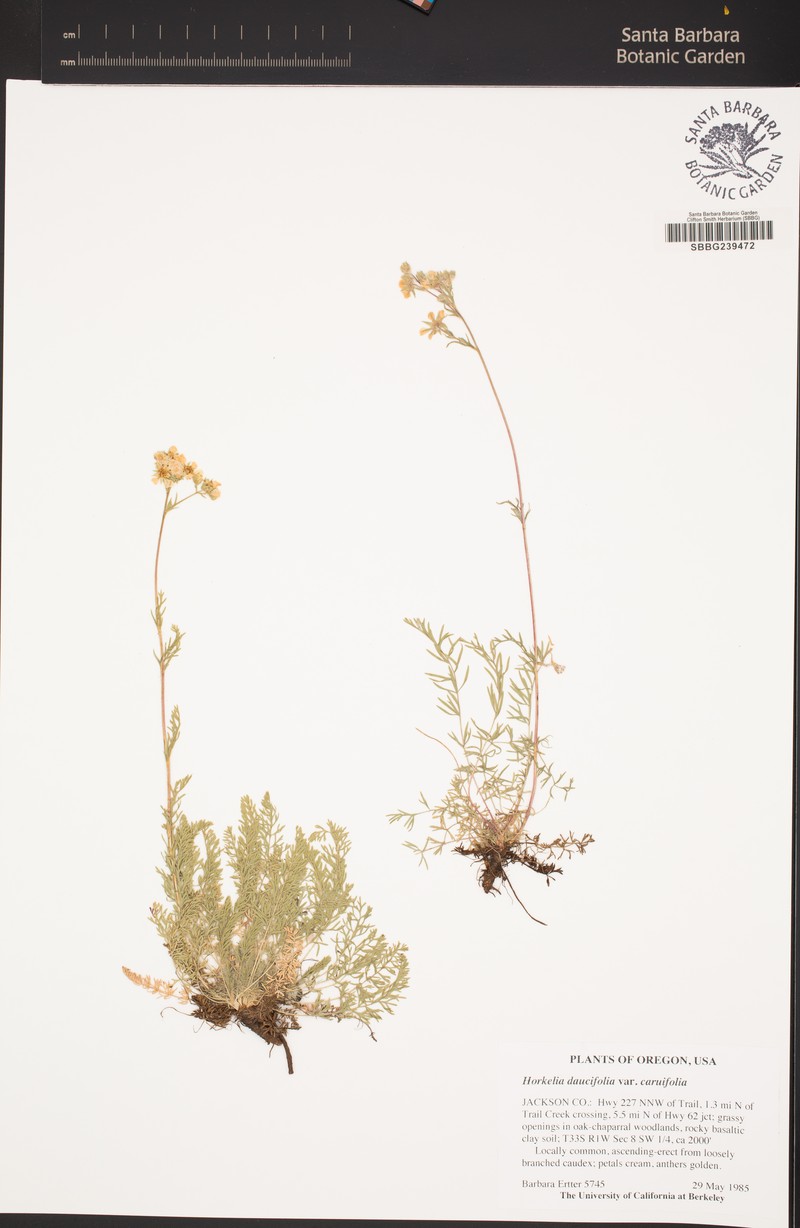 Potentilla daucifolia var. caruifolia photo 7
