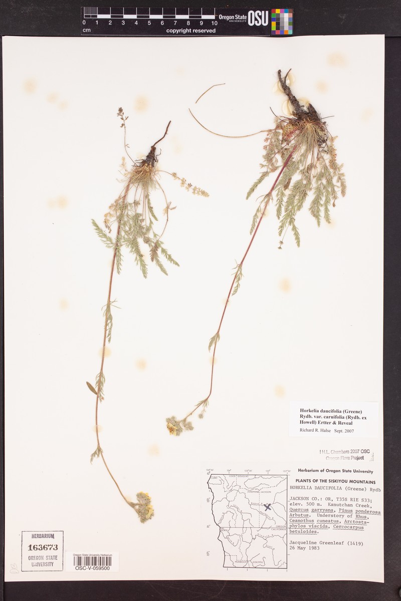Potentilla daucifolia var. caruifolia photo 8