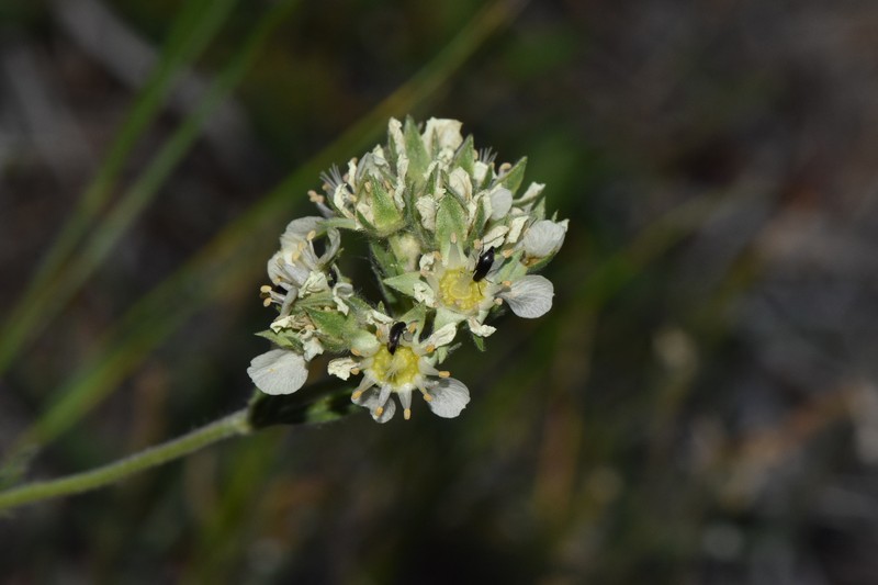 Potentilla daucifolia var. indicta