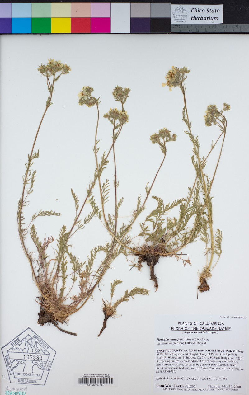 Potentilla daucifolia var. indicta photo 2