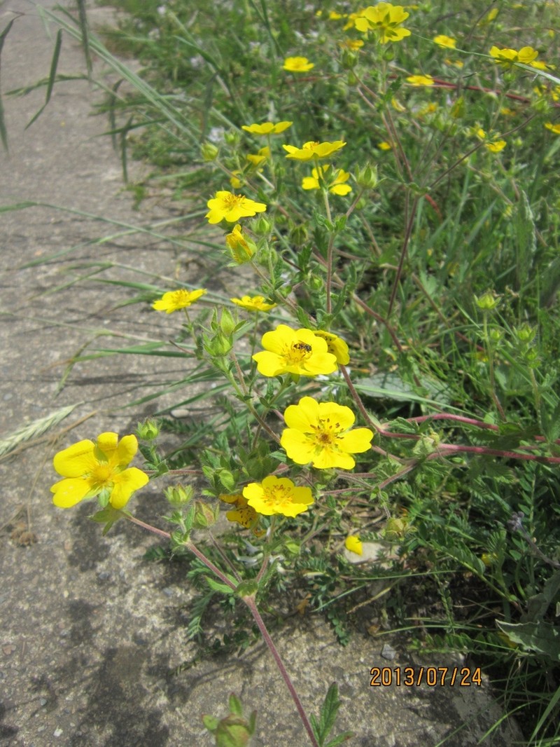 Potentilla delavayi