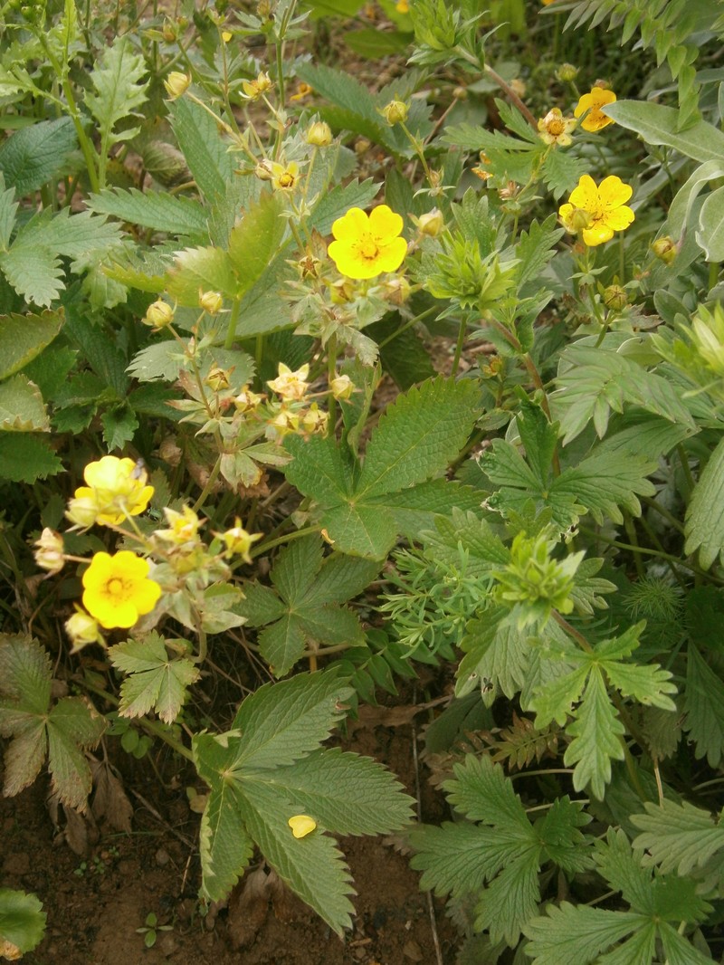Potentilla delphinensis photo 2