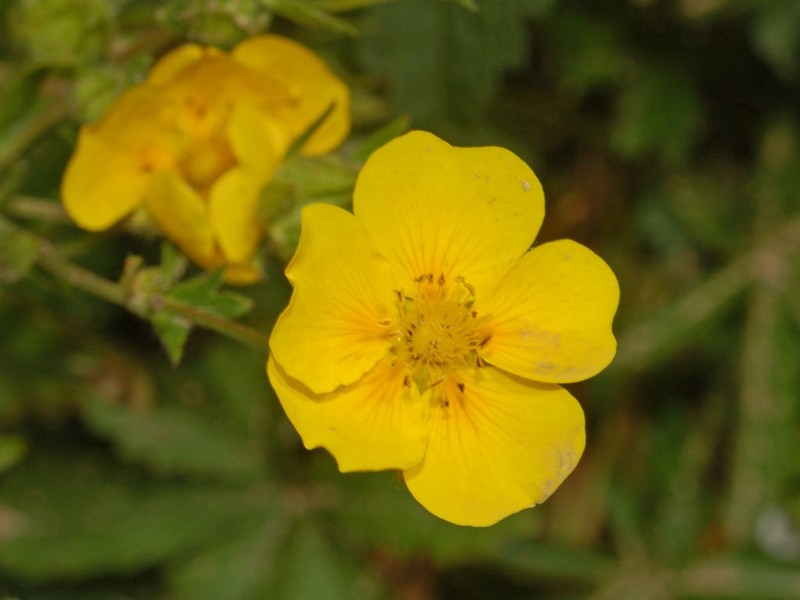 Potentilla delphinensis photo 3