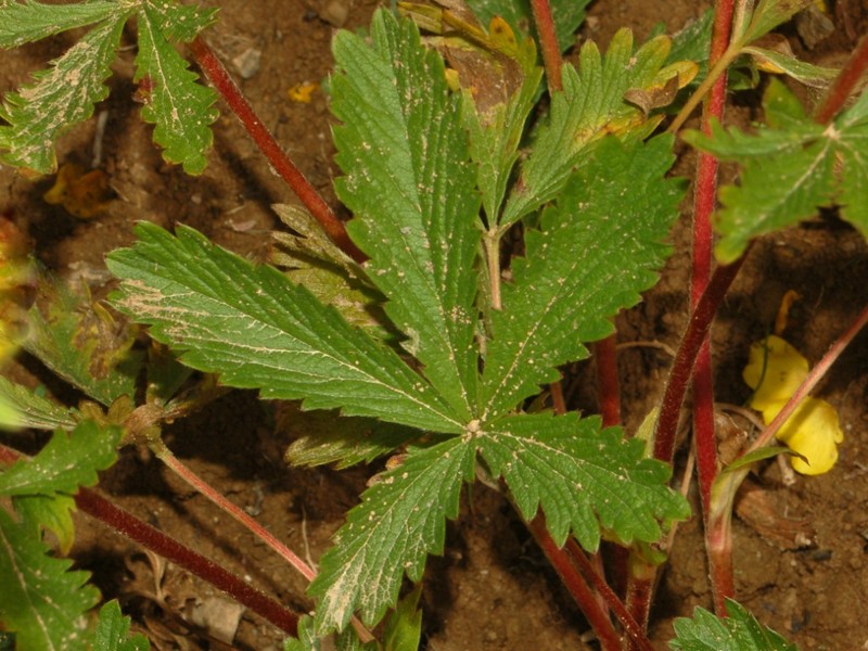 Potentilla delphinensis photo 4