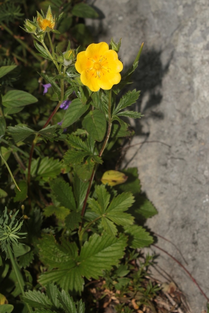 Potentilla delphinensis photo 5