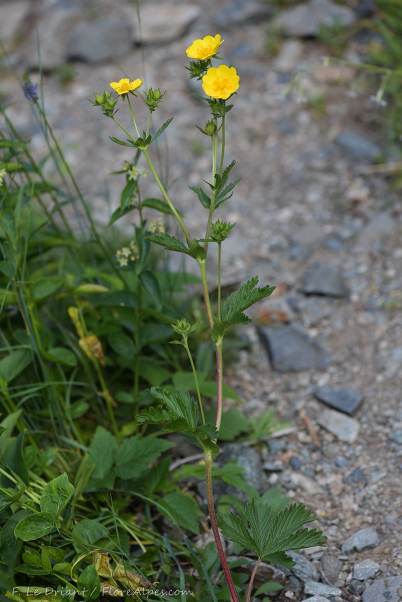 Potentilla delphinensis photo 6