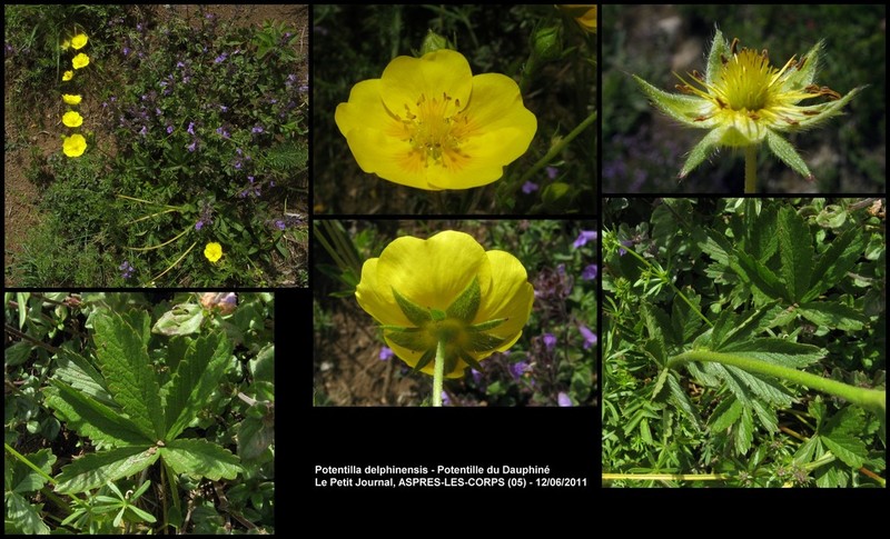 Potentilla delphinensis photo 7