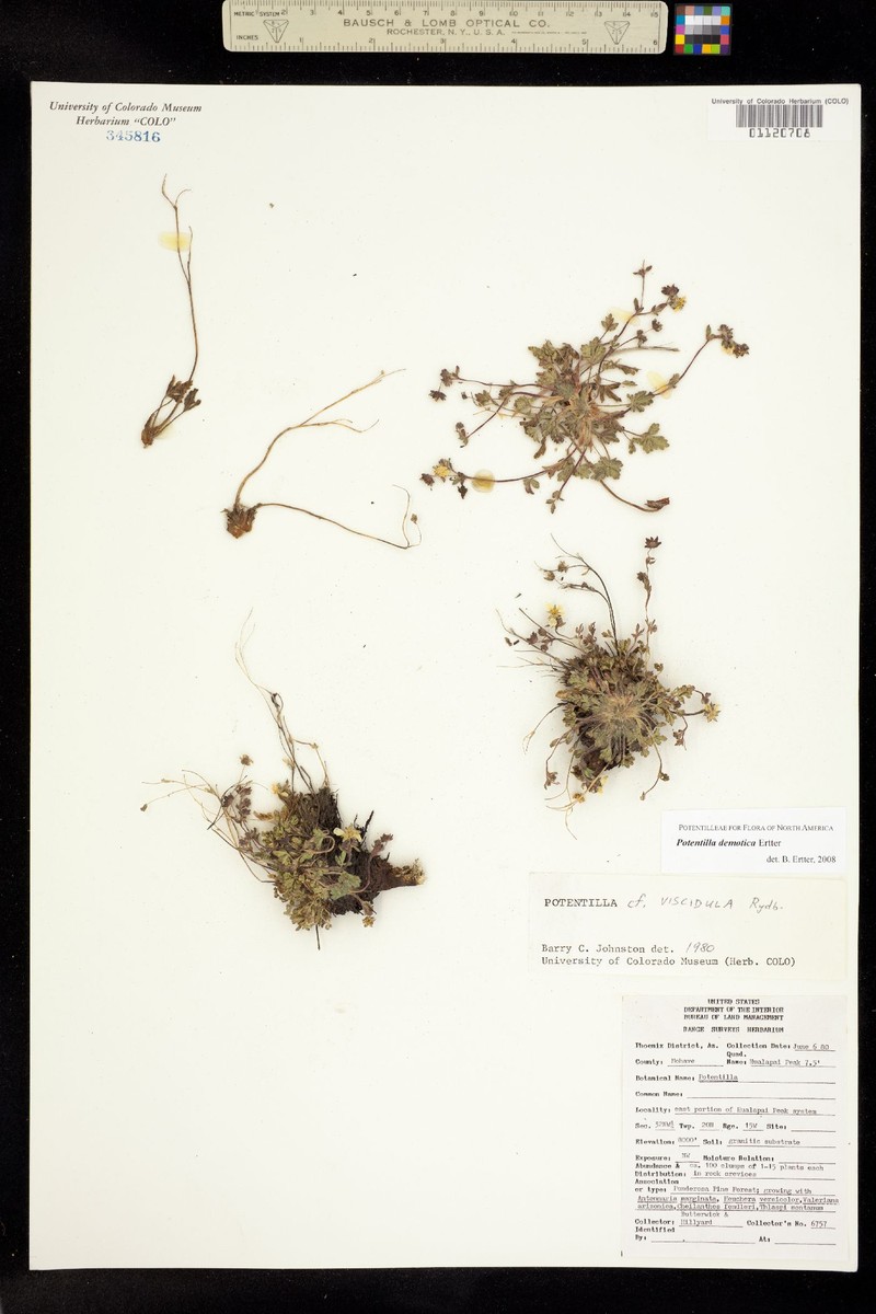 Potentilla demotica photo 3