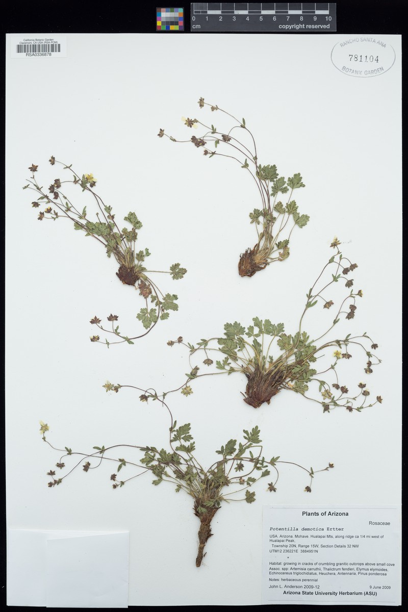 Potentilla demotica