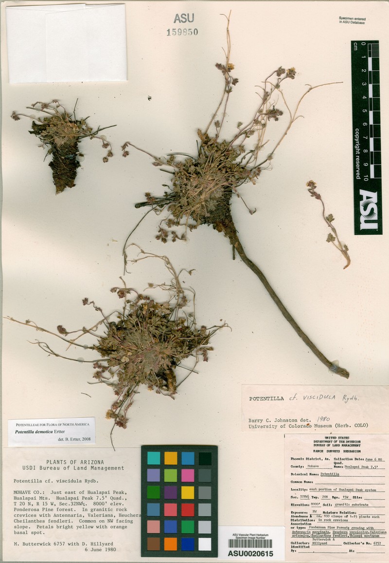 Potentilla demotica photo 2