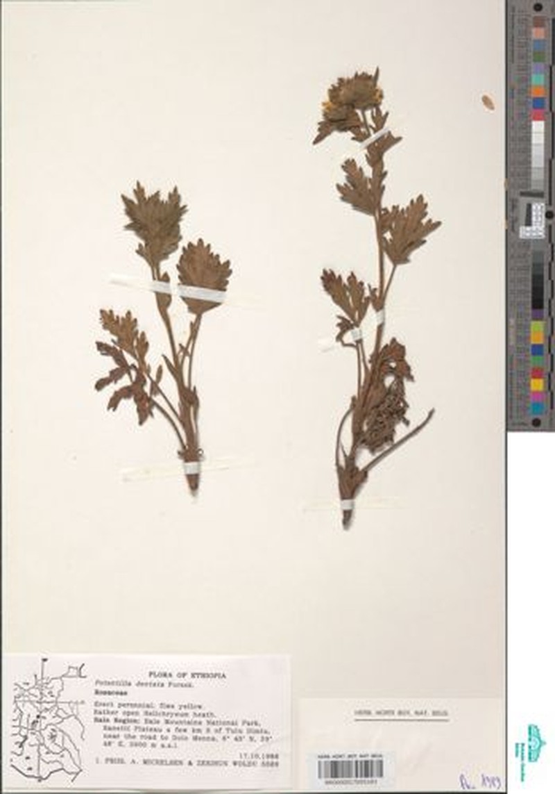 Potentilla dentata