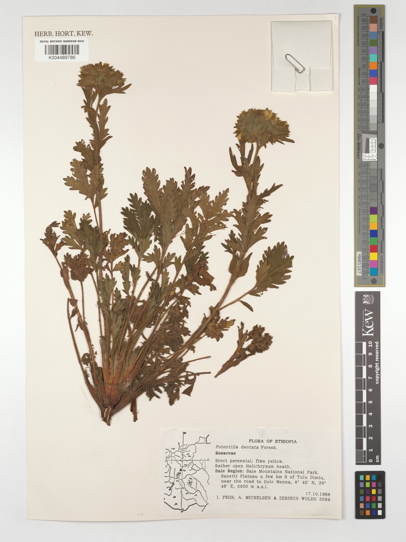 Potentilla dentata photo 2