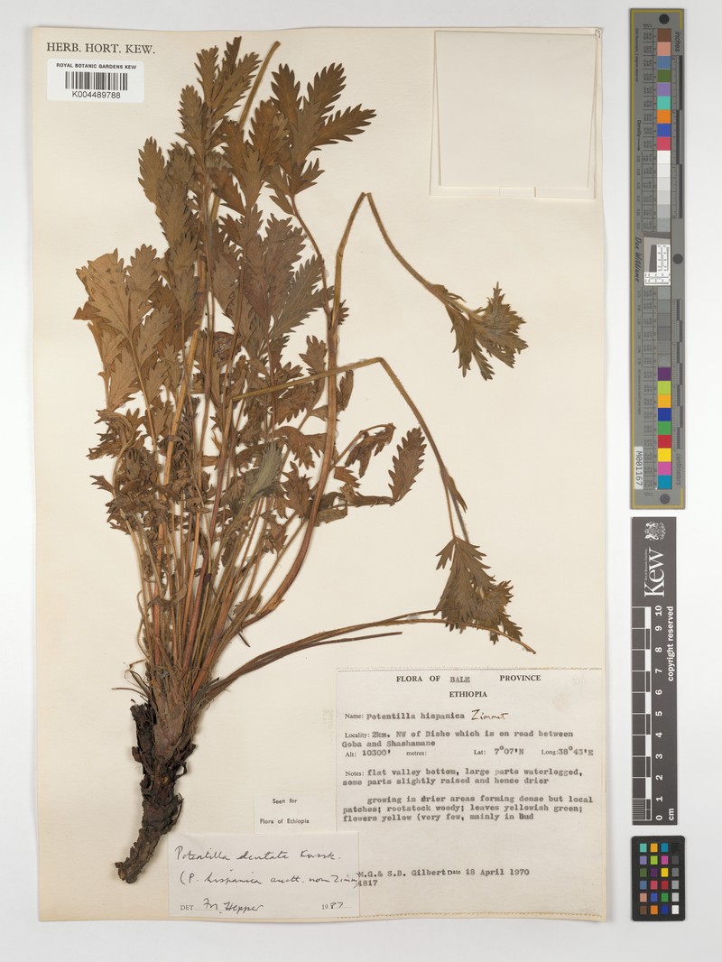 Potentilla dentata photo 3
