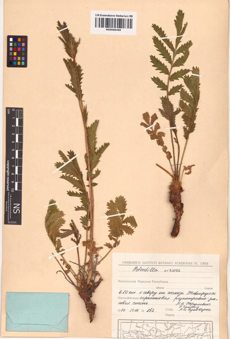 Potentilla dentata photo 4