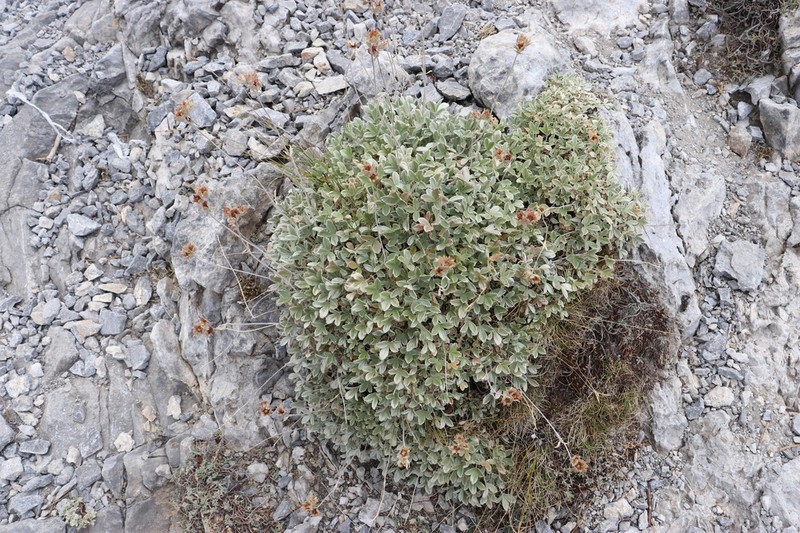 Potentilla deorum