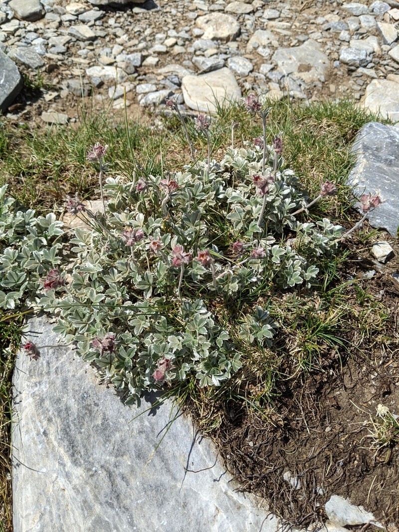Potentilla deorum photo 2