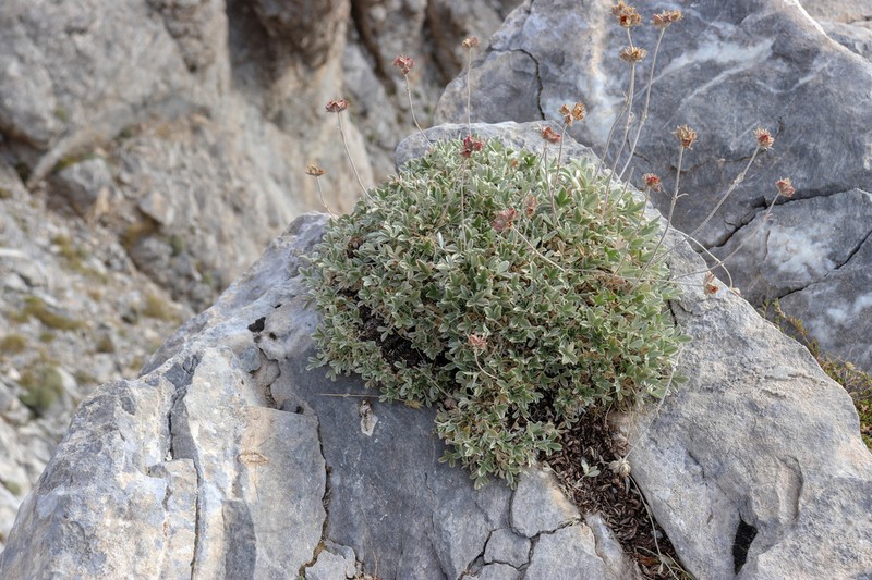Potentilla deorum photo 3