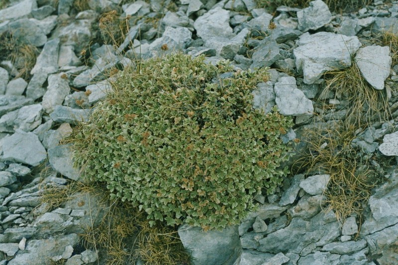 Potentilla deorum photo 5