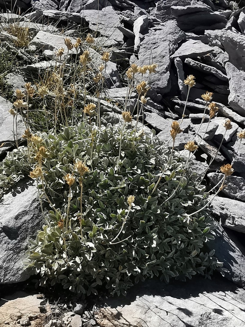 Potentilla deorum photo 6