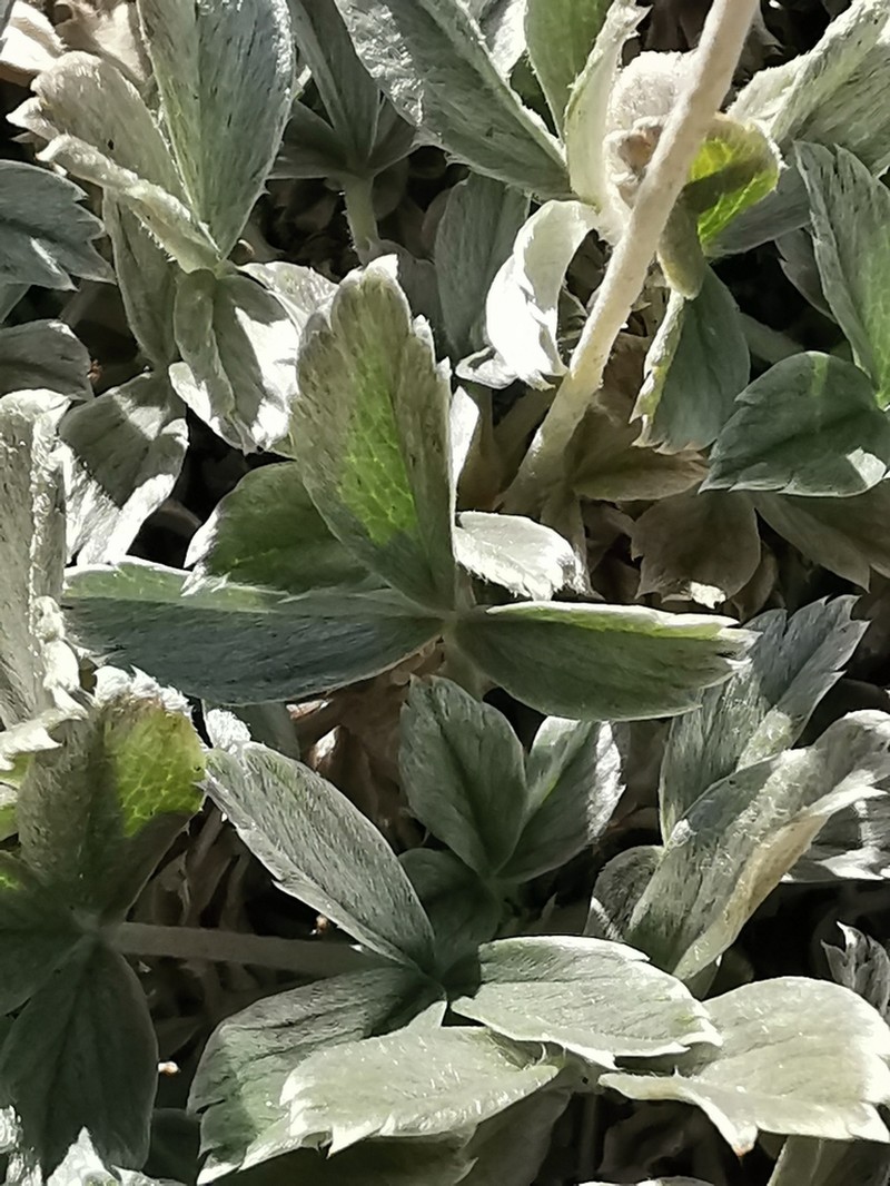 Potentilla deorum photo 7