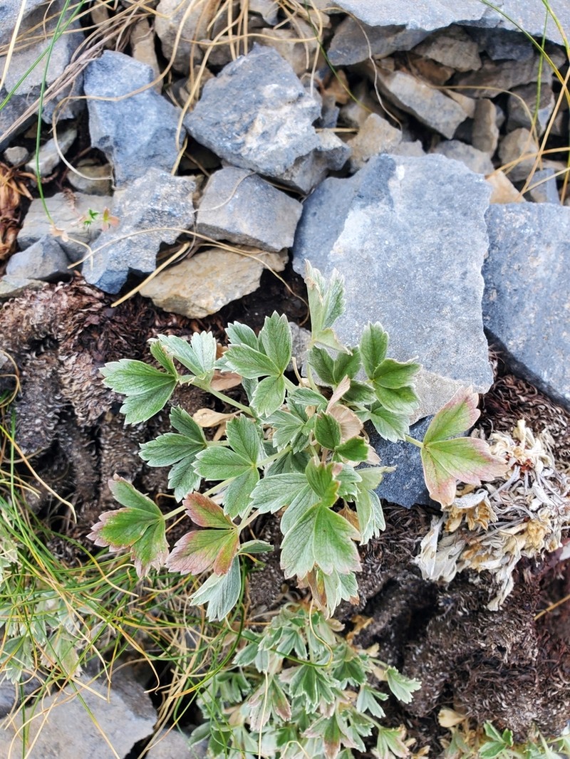 Potentilla deorum photo 8