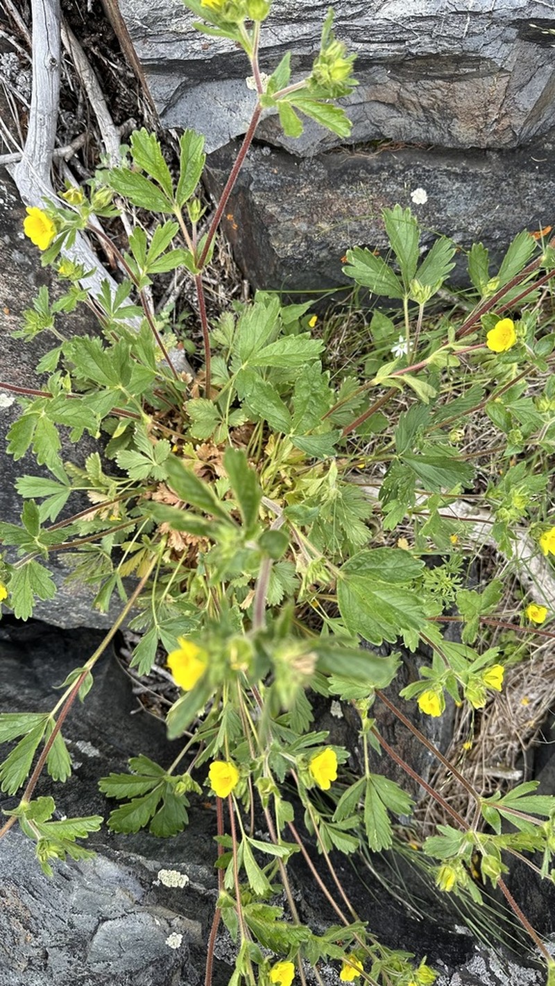 Potentilla desertorum