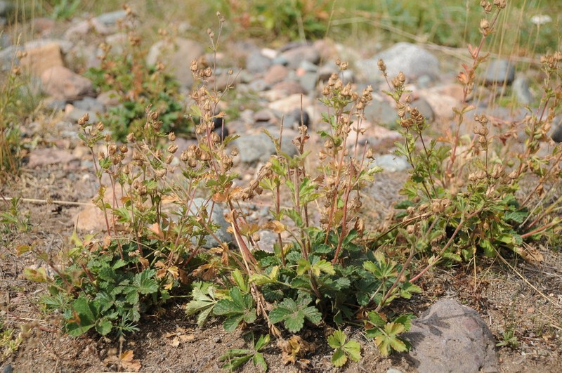 Potentilla desertorum photo 2