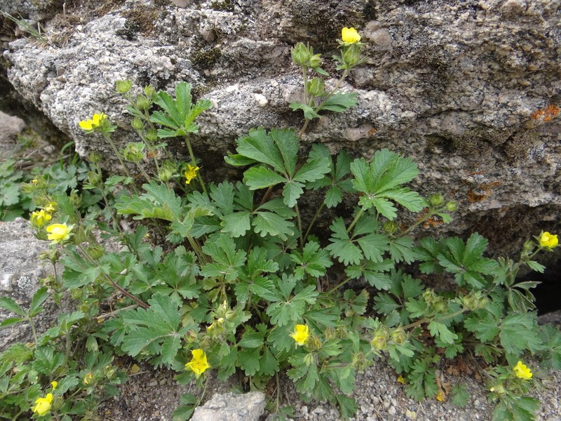 Potentilla desertorum photo 3