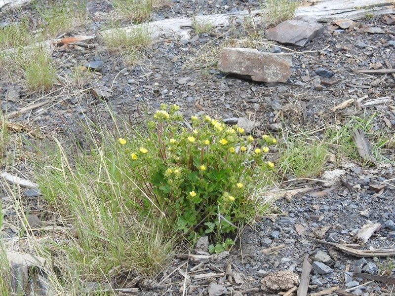 Potentilla desertorum photo 4