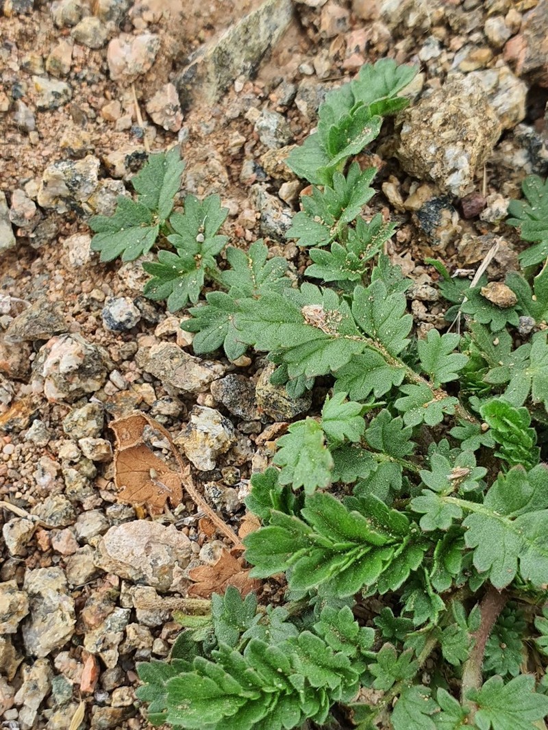 Potentilla desertorum photo 5