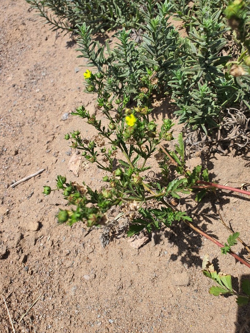 Potentilla desertorum photo 6